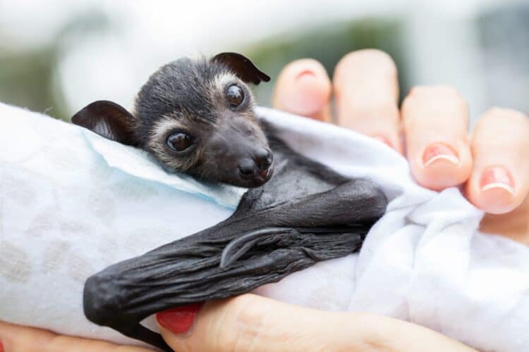 Rescued Baby Flying Fox is Pampered Before His Release Back Into the Wild