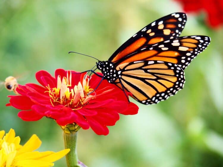 Birds, bats, bees and butterflies are essential for pollination in your garden