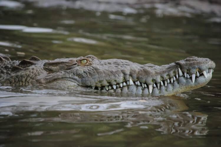 Critically Endangered Crocodile Died Slow and Painful Death From Fishing Gear Injury