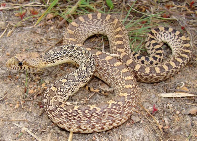 Woman Rescues Sweet Bull Snake From Under Family’s Porch