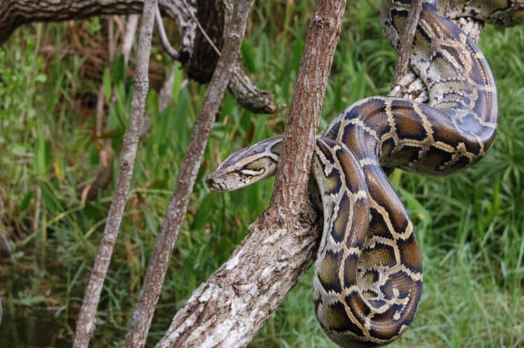 Queens Man Charged With Smuggling Burmese Pythons Across U.S. Canada Border
