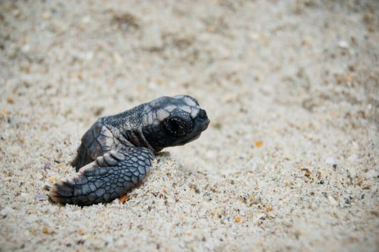 99% of Sea Turtles Are Born Female As Heat Waves Sweep Across the World