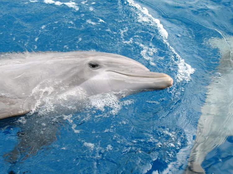 Tell the USDA to Shut Down Miami Seaquarium Which Starved Dolphins for Entertainment
