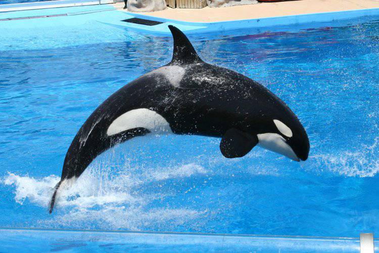 Killer Whale Nakai Died From an Infection at SeaWorld After Nearly 20 Years of Captivity