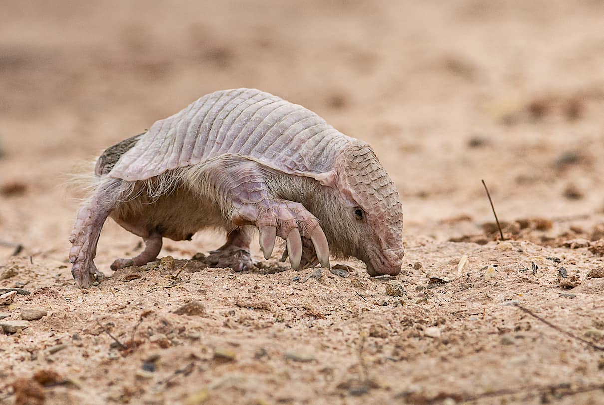 Podcast: Sighting of super rare Chacoan fairy armadillo in Bolivia ‘a dream come true’