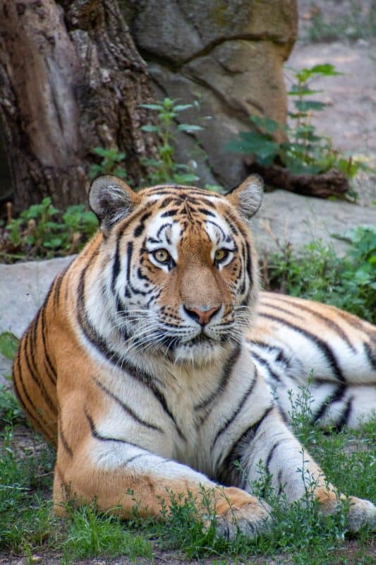 Tiger Killed After Attacking Maintenance Worker That Reached into Enclosure