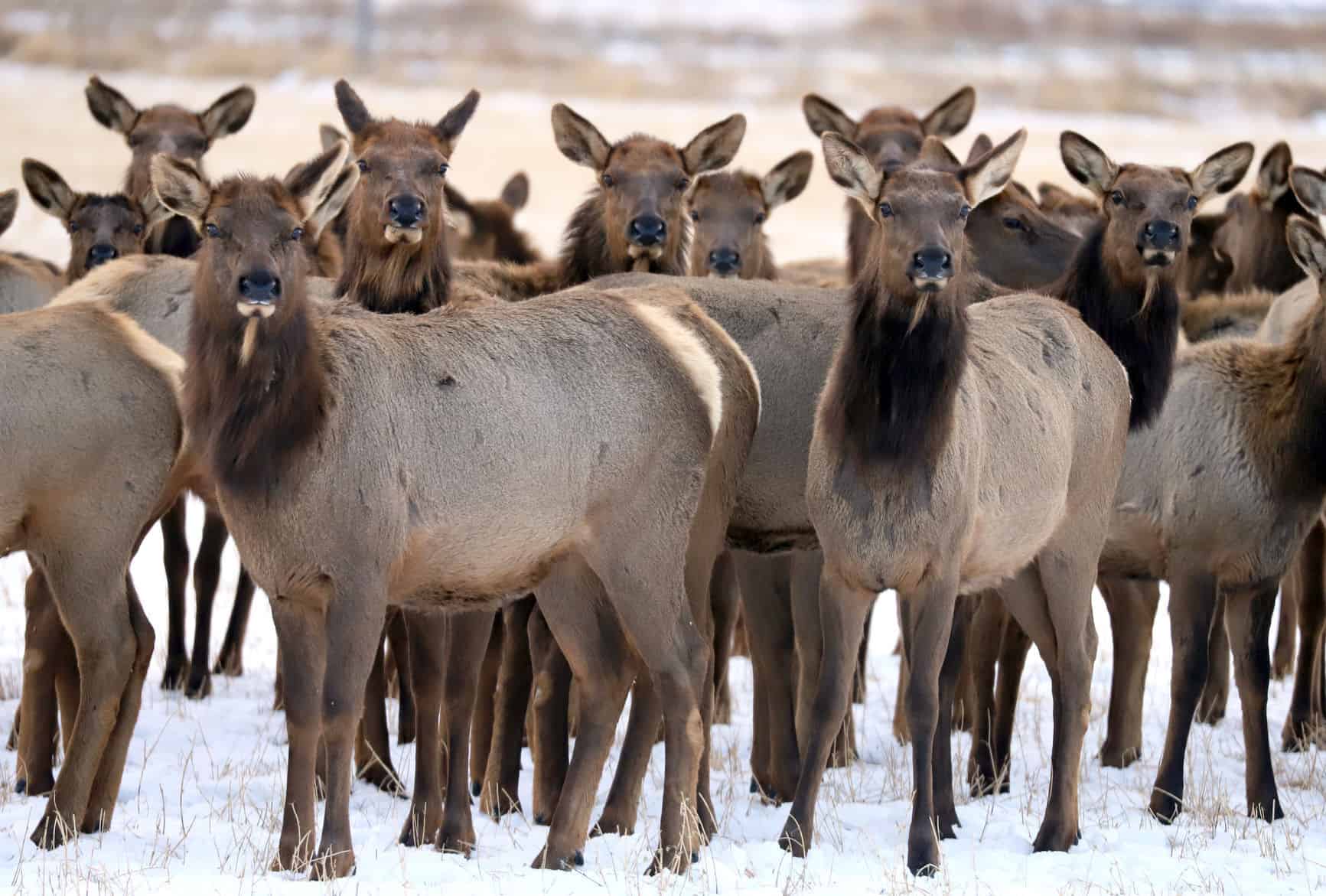Six cited after hunters fire into elk herd in Meagher County
