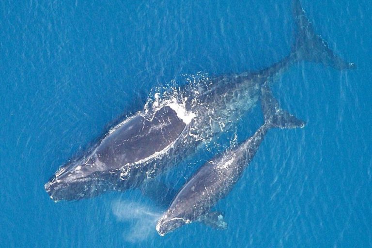 Six endangered North Atlantic right whales died last month alone