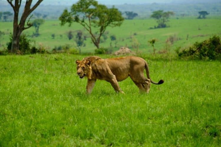 Six Lions Found Dead in Ugandan National Park