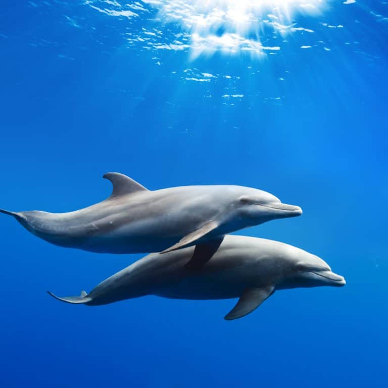 Skin Disease Harming Dolphins Linked to Climate Change