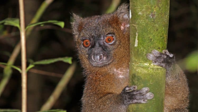 Slash-and-burn farming eats away at a Madagascar haven for endangered lemurs, frogs