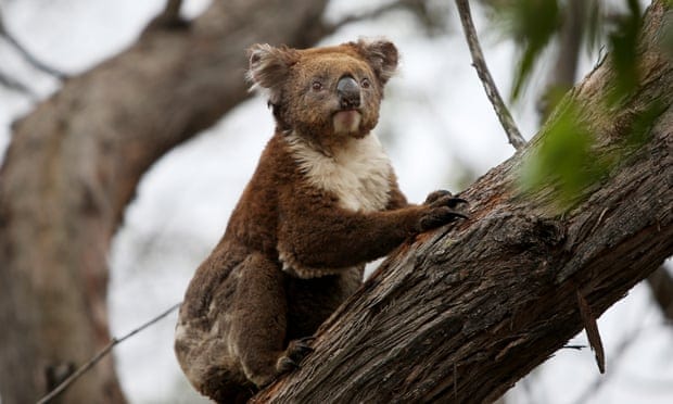 'Sliding towards extinction': koala may be given endangered listing as numbers plummet