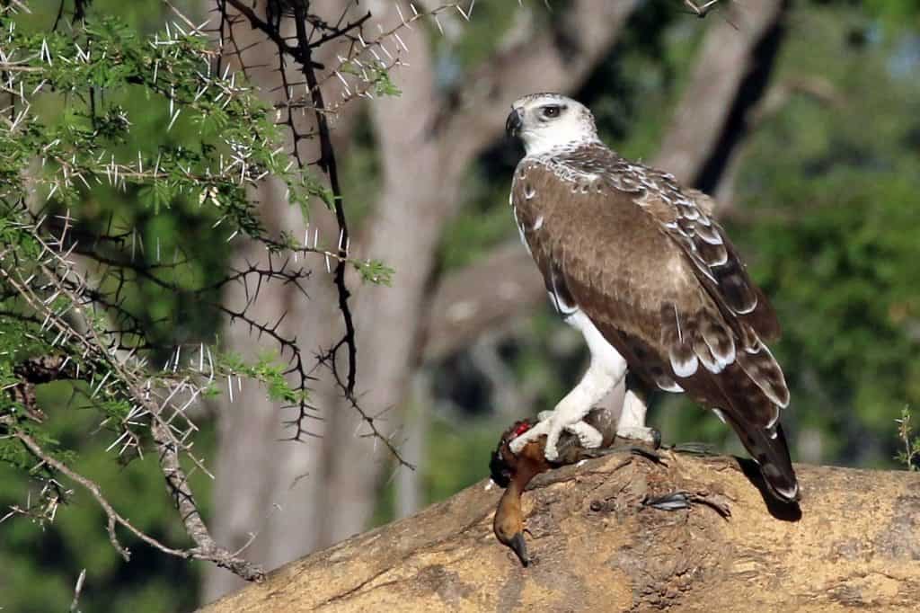 Juvenile Marshall Eagle with White-faced Duck