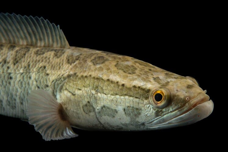The northern snakehead (Channa argus) is known for being able to survive on land for days at a time. PHOTOGRAPH BY JOEL SARTORE, NATIONAL GEOGRAPHIC PHOTO ARK