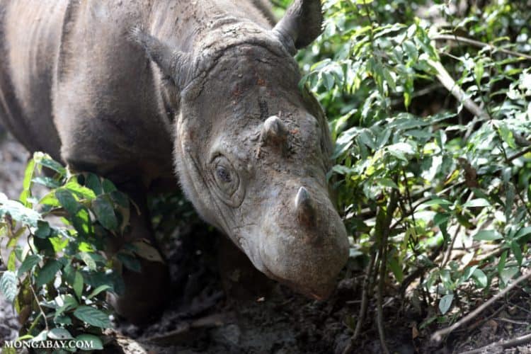 Snare traps decline, but still pose a threat to Leuser’s Sumatran rhinos