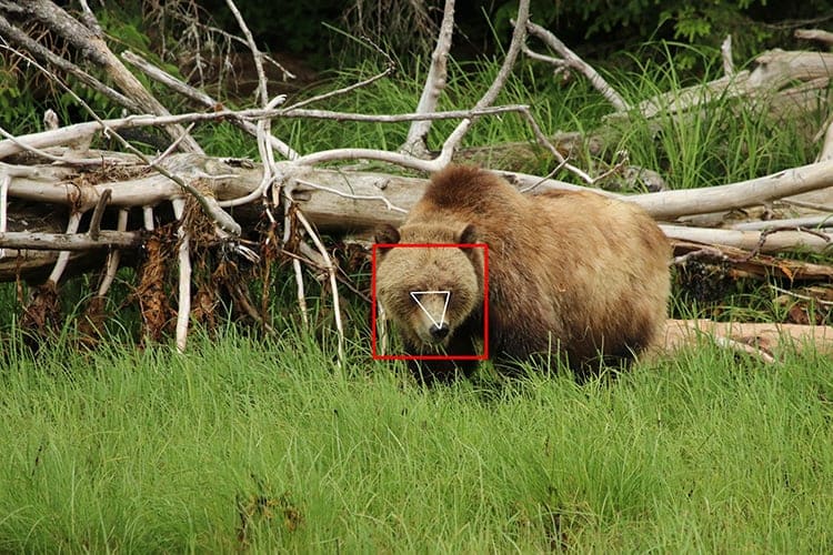 Snarl for the camera! An international team of scientists and software developers use facial recognition technology to identify individual grizzlies in the wild.