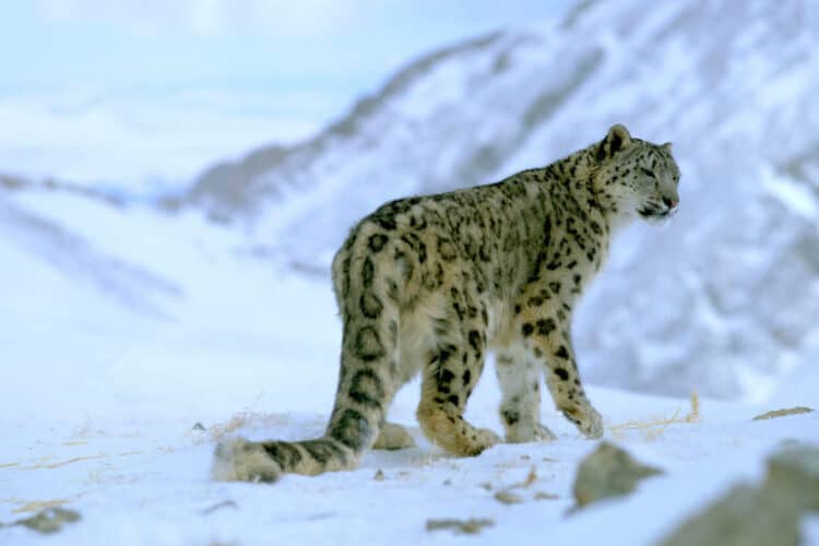 A snow leopard in the Himalayan landscape. Image by USAID Biodiversity & Forestry via Flickr (CC BY-NC 2.0).