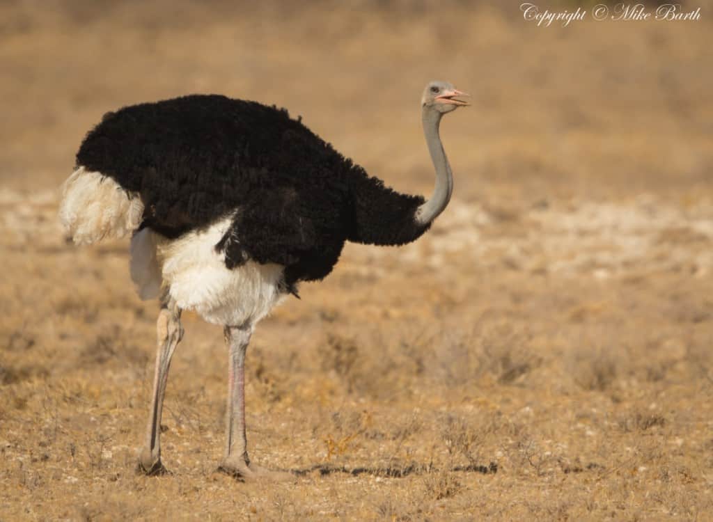 Somali Ostrich Struthio molybdophanes