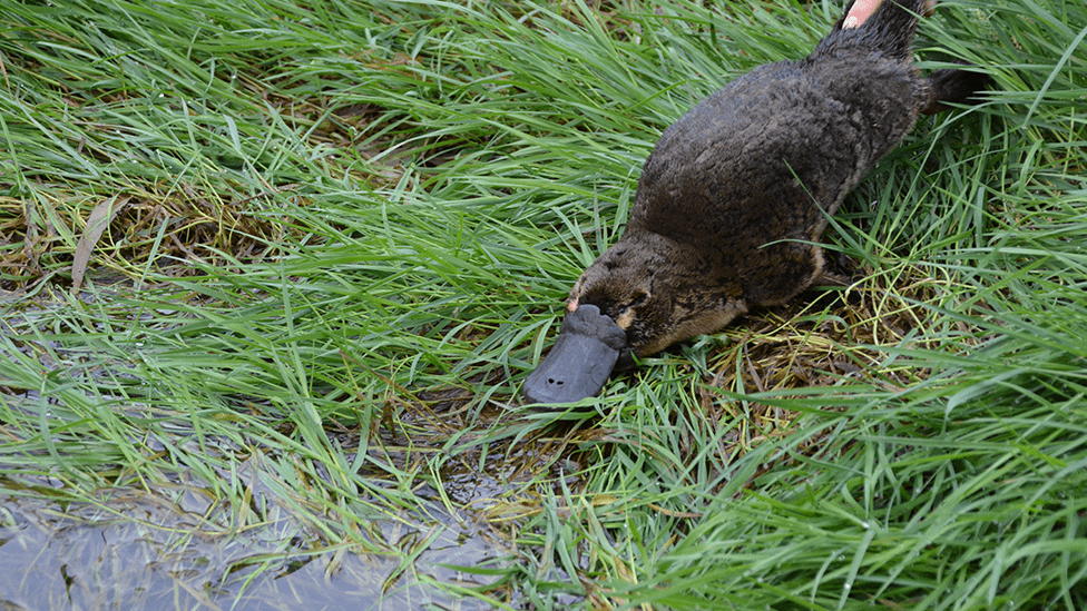 'Something’s going to give': Platypus staring down the barrel of extinction
