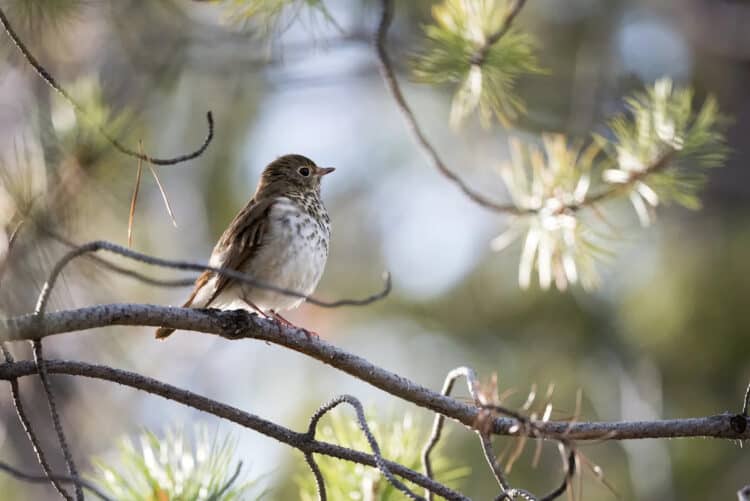 A Swainson's thrush songbird in a forest in Whitehorse, Canada. Stefan Gottermann / 500px / Getty Images