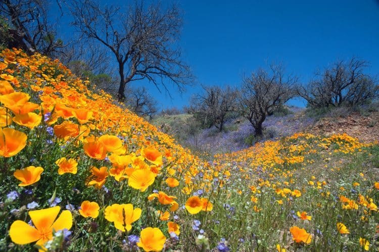 Sonoran Desert in Bloom