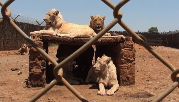 South Africa pulls the plug on controversial captive lion industry
