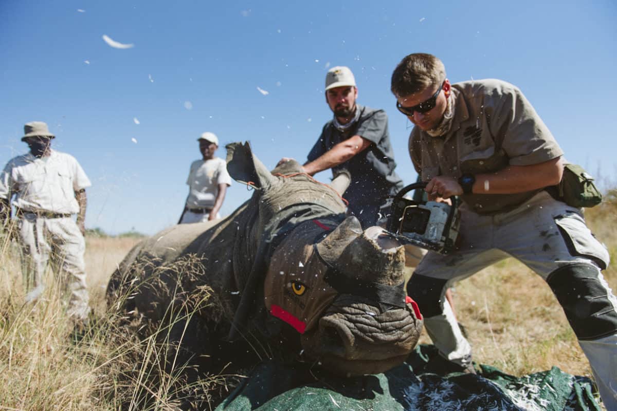 South African dehorning initiative aims for ‘zero poached’ white rhinos