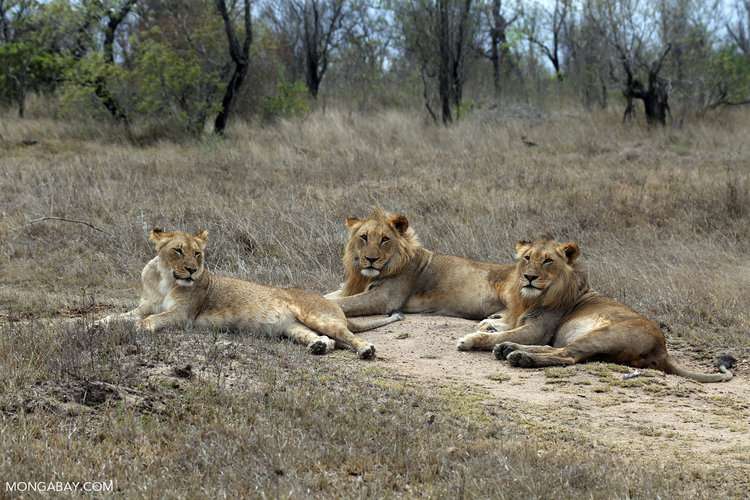 A pride of lions in South Africa. Image by Rhett A. Butler/Mongabay.