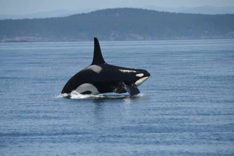 Southern resident killer whales have not been getting enough to eat since 2018