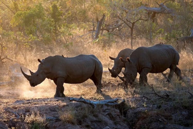 A family of southern white rhinos at Kruger National Park in South Africa in 2017. Andre Seale / VW PICS / Universal Images Group via Getty Images