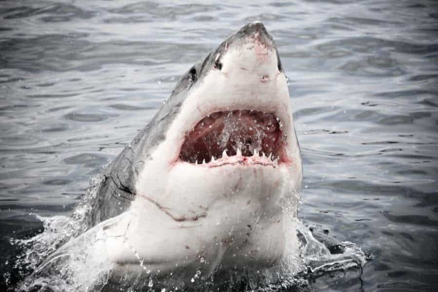 Spain’s Costa del Sol & Costa Blanca bathers will suffer shark attacks in the next 12 months
