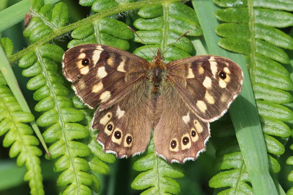 Speckled Wood Pararge aegeria tircis