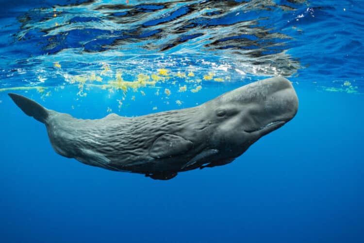 A sperm whale calf swims near the surface in waters off Dominica. Image by Brian Skerry/National Geographic-Pristine Seas.