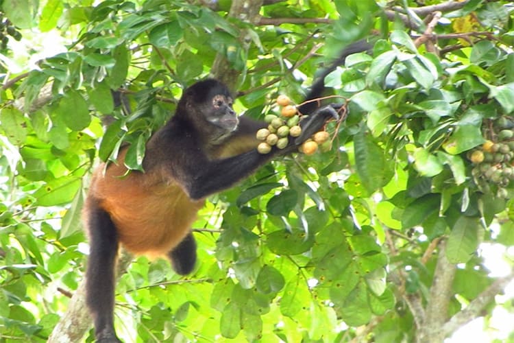 A new study of black-handed spider monkeys in Panama shows that they seek out and eat fruit that is ripe enough to have fermented, containing as much as 2% ethanol. The results shed light on the theory that the human inclination to drink alcohol may have its roots in our ancient ancestors’ affinity to consume fermenting but nutritious fruit. (Photo by Victoria Weaver/CSUN)