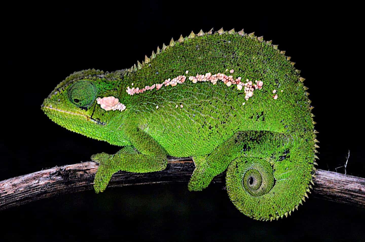 Spiny new chameleon species described from Bale Mountains of Ethiopia