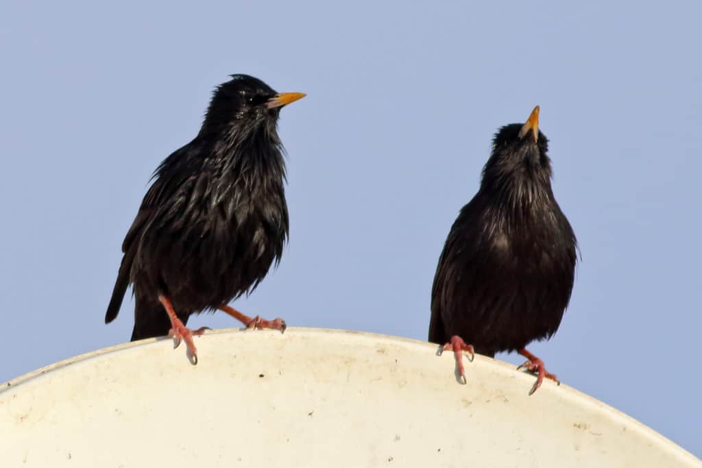 Spotless Starling Sturnus unicolor