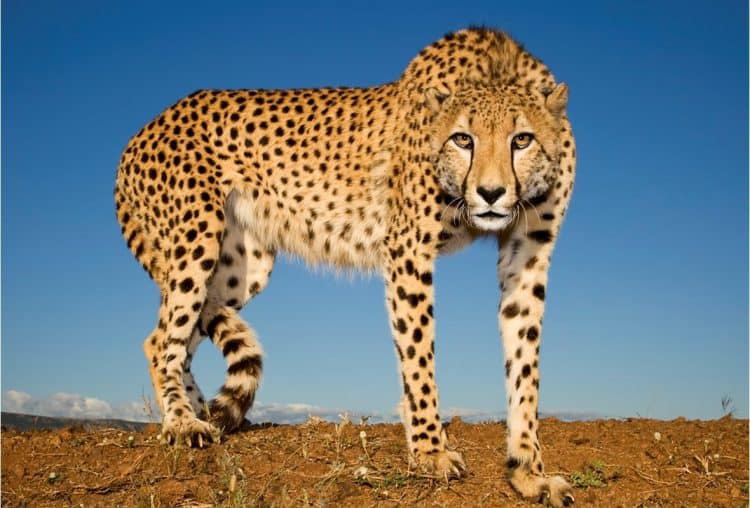 Spots of hope: Some good news for South Africa’s cheetahs