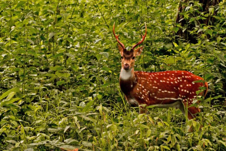 Chittal, as spotted deer are known in Nepali, are the most preferred tiger prey in the country. Image by Srikaanth Sekar via Flickr (CC BY-SA 2.0).