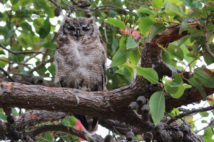 Spotted Eagle Owl