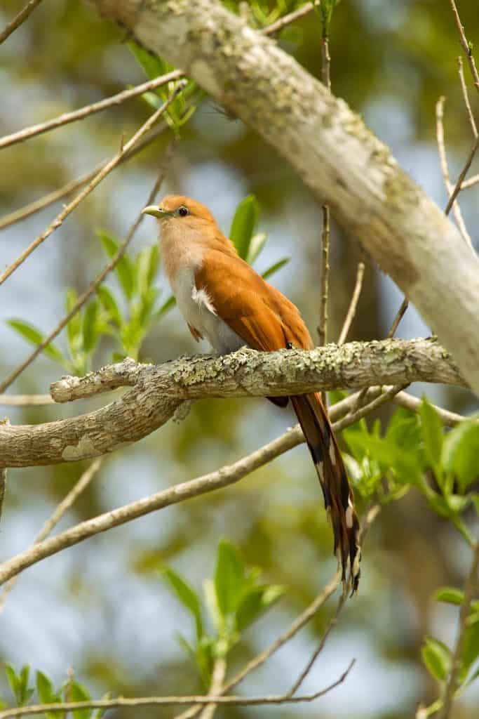 Squirrel Cuckoo – Piaya Cayana Mexicana