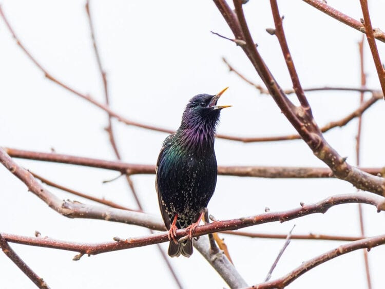 A European starling perched on a twig and singing. TorriPhoto / Moment / Getty Images