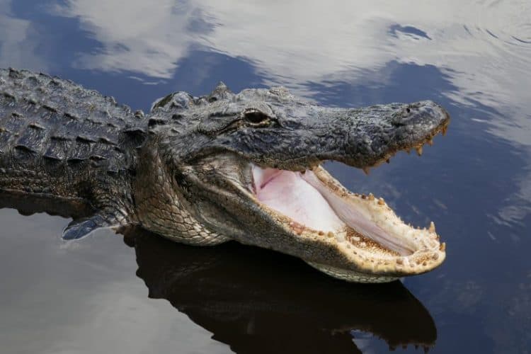 A stock image of an alligator. Doug Berries said the animal he shot was over 13 feet long and weighed 905 pounds. The Florida record for the heaviest alligator recorded in the state was over 1,000 pounds. WILLIAMHC/GETTY IMAGES
