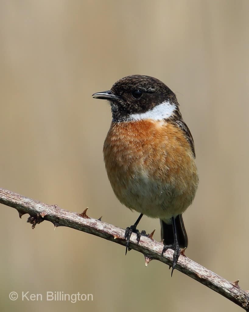 Male Stonechat Saxicola torquata