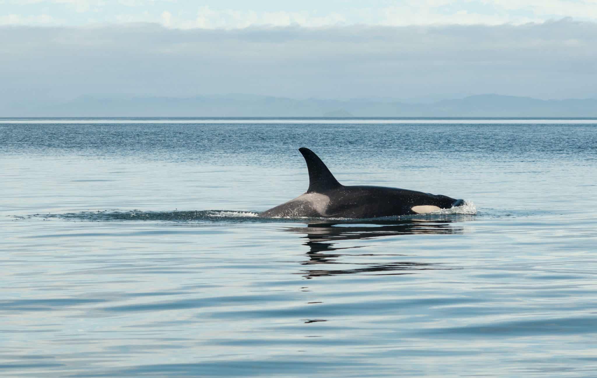 Stranded Killer Whale Saved After Long Rescue Effort