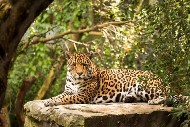 Study Reveals 1,470 Jaguars Killed or Displaced in Brazilian Amazon