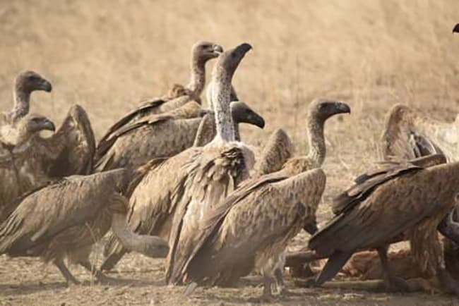 Scientists used tracking data from 26 individual vultures. Credit: Natasha Peters