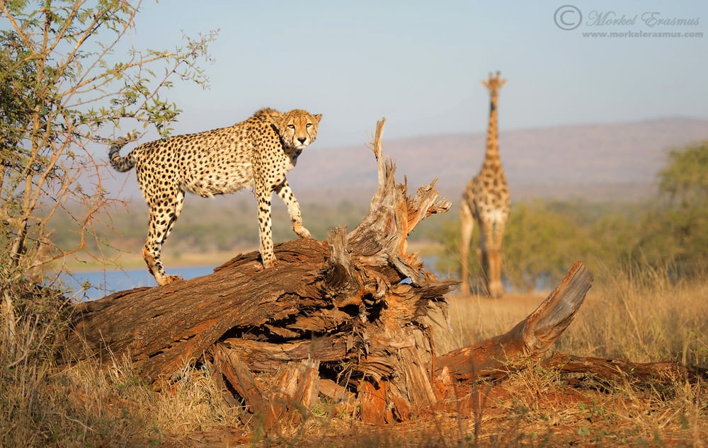 Stumped by a Cheetah