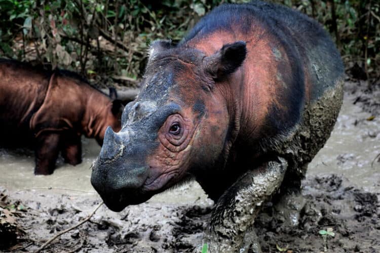 ‘I’m not distressed, I’m just pissed off’: Q&A with Sumatran rhino expert John Payne