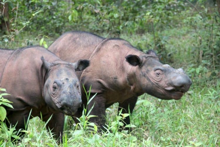 Sumatran rhinos show low inbreeding — but when it happens, collapse is quick