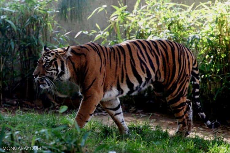 A tiger refuge in Sumatra gets a reprieve from road building